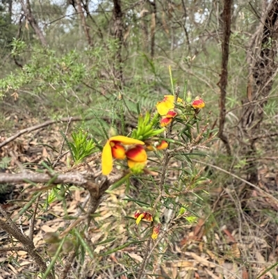 Dillwynia sp. at Bucketty, NSW - 7 Aug 2025 by MartinPredavec