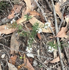 Lissanthe strigosa subsp. subulata at Bucketty, NSW - 7 Aug 2025 by MartinPredavec