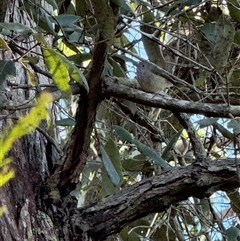 Acanthiza pusilla (Brown Thornbill) at Bucketty, NSW - 6 Aug 2025 by MartinPredavec