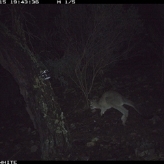 Macropus giganteus (Eastern Grey Kangaroo) at Crowther, NSW - 15 Jun 2025 by Frecko
