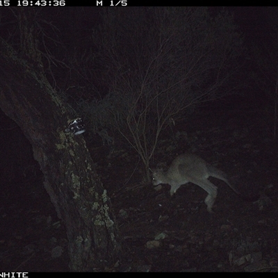 Macropus giganteus (Eastern Grey Kangaroo) at Crowther, NSW - 15 Jun 2025 by Frecko