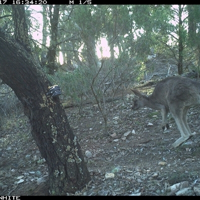 Macropus giganteus (Eastern Grey Kangaroo) at Crowther, NSW - 17 Jun 2025 by Frecko
