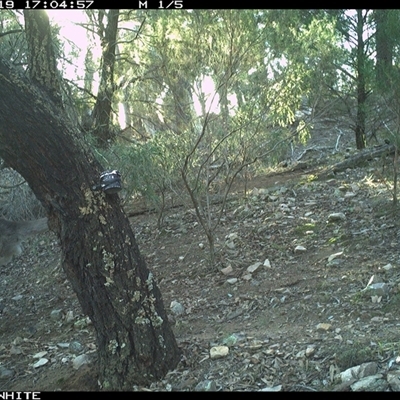 Macropus giganteus (Eastern Grey Kangaroo) at Crowther, NSW - 19 Jun 2025 by Frecko