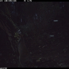 Wallabia bicolor (Swamp Wallaby) at Crowther, NSW - 10 Jun 2025 by Frecko