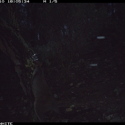 Wallabia bicolor (Swamp Wallaby) at Crowther, NSW - 10 Jun 2025 by Frecko