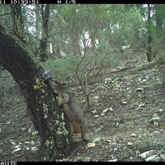 Wallabia bicolor (Swamp Wallaby) at Crowther, NSW - 11 Jun 2025 by Frecko