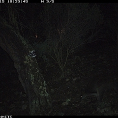 Wallabia bicolor (Swamp Wallaby) at Crowther, NSW - 15 Jun 2025 by Frecko