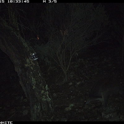 Wallabia bicolor (Swamp Wallaby) at Crowther, NSW - 15 Jun 2025 by Frecko
