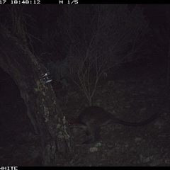 Wallabia bicolor (Swamp Wallaby) at Crowther, NSW - 17 Jun 2025 by Frecko