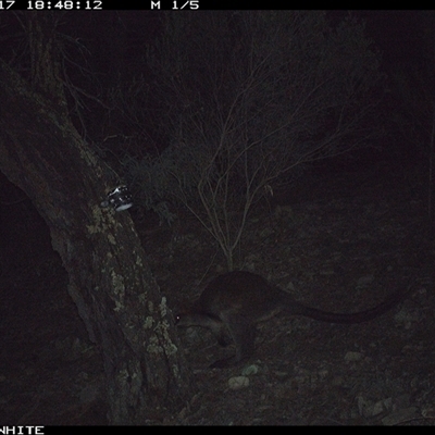 Wallabia bicolor (Swamp Wallaby) at Crowther, NSW - 17 Jun 2025 by Frecko