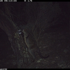 Wallabia bicolor (Swamp Wallaby) at Crowther, NSW - 18 Jun 2025 by Frecko