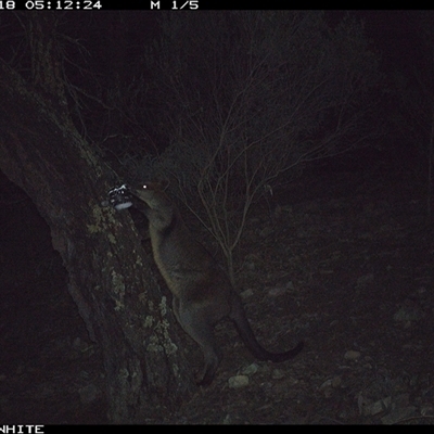 Wallabia bicolor (Swamp Wallaby) at Crowther, NSW - 18 Jun 2025 by Frecko