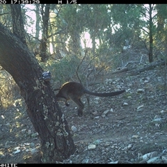 Wallabia bicolor (Swamp Wallaby) at Crowther, NSW - 20 Jun 2025 by Frecko