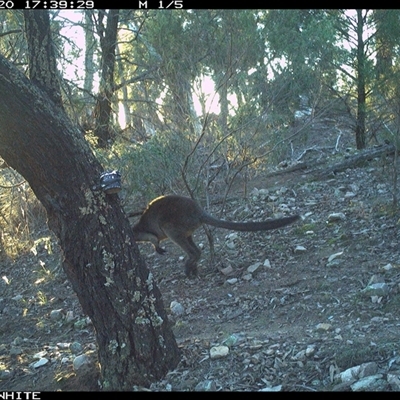Wallabia bicolor (Swamp Wallaby) at Crowther, NSW - 20 Jun 2025 by Frecko