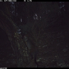 Wallabia bicolor (Swamp Wallaby) at Crowther, NSW - 21 Jun 2025 by Frecko