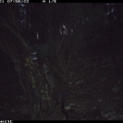 Wallabia bicolor (Swamp Wallaby) at Crowther, NSW - 21 Jun 2025 by Frecko