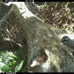 Rhipidura albiscapa (Grey Fantail) at Murrah, NSW - 10 Oct 2024 by Stealthy