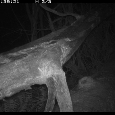 Muridae (family) (Unidentfied rodent) at Murrah, NSW - 9 Aug 2024 by Stealthy