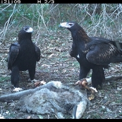 Aquila audax (Wedge-tailed Eagle) at Murrah, NSW - 30 Jun 2024 by Stealthy