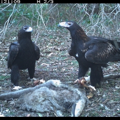 Aquila audax (Wedge-tailed Eagle) at Murrah, NSW - 30 Jun 2024 by Stealthy