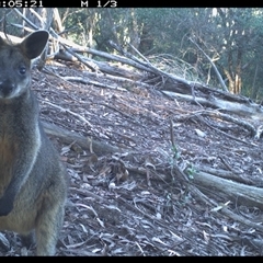 Wallabia bicolor (Swamp Wallaby) at Murrah, NSW - 19 Aug 2024 by Stealthy