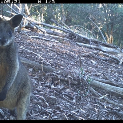Wallabia bicolor (Swamp Wallaby) at Murrah, NSW - 19 Aug 2024 by Stealthy