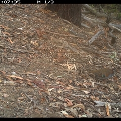 Phaps elegans (Brush Bronzewing) at Murrah, NSW - 12 Nov 2024 by Stealthy