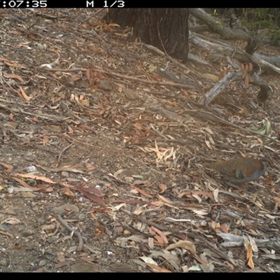 Phaps elegans (Brush Bronzewing) at Murrah, NSW - 12 Nov 2024 by Stealthy