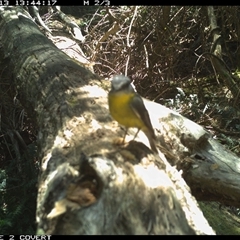 Eopsaltria australis (Eastern Yellow Robin) at Murrah, NSW - 13 Oct 2024 by Stealthy