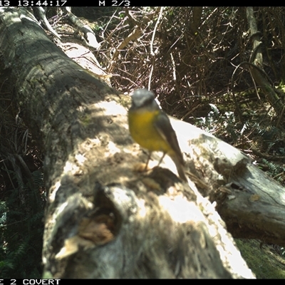 Eopsaltria australis (Eastern Yellow Robin) at Murrah, NSW - 13 Oct 2024 by Stealthy