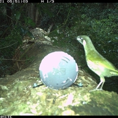 Meliphaga lewinii (Lewin's Honeyeater) at Murrah, NSW - 21 Oct 2024 by Stealthy