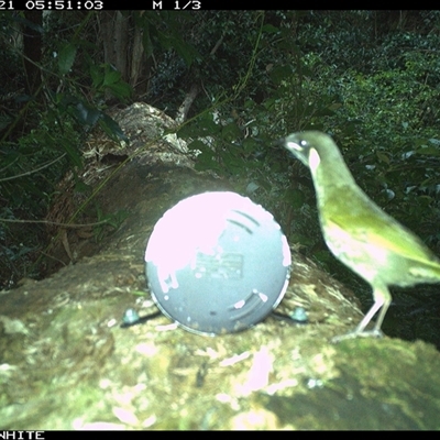 Meliphaga lewinii (Lewin's Honeyeater) at Murrah, NSW - 21 Oct 2024 by Stealthy