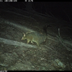 Trichosurus vulpecula (Common Brushtail Possum) at Murrah, NSW - 1 Sep 2024 by Stealthy