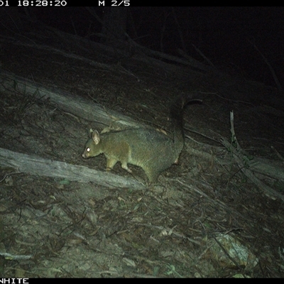 Trichosurus vulpecula (Common Brushtail Possum) at Murrah, NSW - 1 Sep 2024 by Stealthy