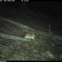 Perameles nasuta (Long-nosed Bandicoot) at Murrah, NSW - 7 Sep 2024 by Stealthy