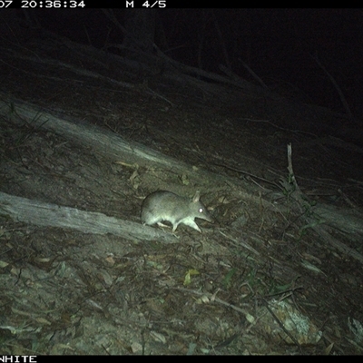 Perameles nasuta (Long-nosed Bandicoot) at Murrah, NSW - 7 Sep 2024 by Stealthy