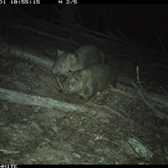 Vombatus ursinus (Bare-nosed Wombat, Common wombat) at Murrah, NSW - 1 Sep 2024 by Stealthy