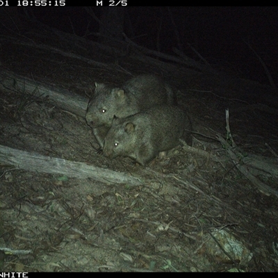 Vombatus ursinus (Bare-nosed Wombat, Common wombat) at Murrah, NSW - 1 Sep 2024 by Stealthy