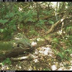 Menura novaehollandiae (Superb Lyrebird) at Murrah, NSW - 23 Nov 2023 by Stealthy