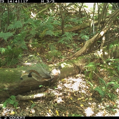 Menura novaehollandiae (Superb Lyrebird) at Murrah, NSW - 23 Nov 2023 by Stealthy