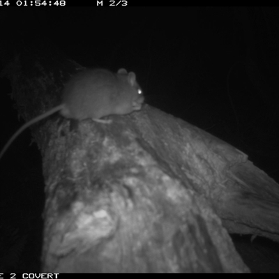 Rattus fuscipes (Bush Rat) at Murrah, NSW - 14 Oct 2024 by Stealthy