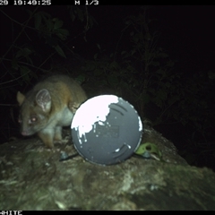 Pseudocheirus peregrinus (Common Ringtail Possum) at Murrah, NSW - 29 Oct 2024 by Stealthy