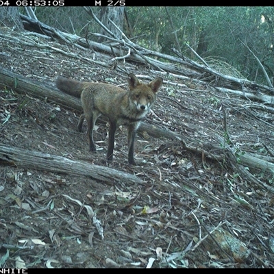Vulpes vulpes (Red Fox) at Murrah, NSW - 4 Sep 2024 by Stealthy