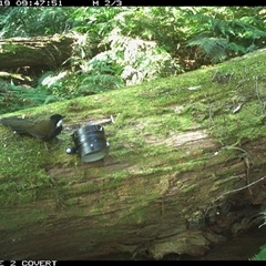 Psophodes olivaceus (Eastern Whipbird) at Murrah, NSW - 19 Sep 2024 by Stealthy