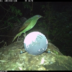 Ptilonorhynchus violaceus (Satin Bowerbird) at Murrah, NSW - 31 Oct 2024 by Stealthy