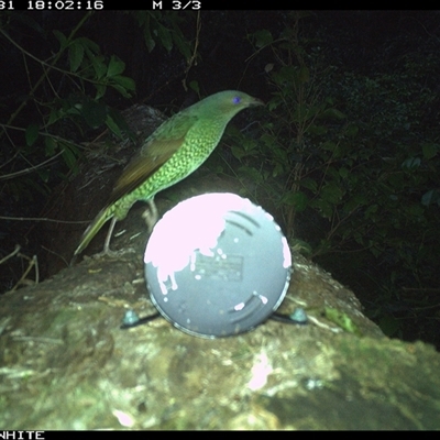 Ptilonorhynchus violaceus (Satin Bowerbird) at Murrah, NSW - 31 Oct 2024 by Stealthy