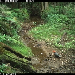 Callocephalon fimbriatum (Gang-gang Cockatoo) at Murrah, NSW - 24 Mar 2024 by Stealthy