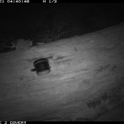 Petaurus breviceps (Sugar Glider) at Murrah, NSW - 21 Sep 2024 by Stealthy