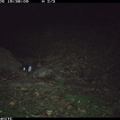 Tachyglossus aculeatus (Short-beaked Echidna) at Murrah, NSW - 5 Oct 2024 by Stealthy