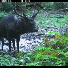 Cervus unicolor (Sambar Deer) at Murrah, NSW - 13 Jul 2024 by Stealthy